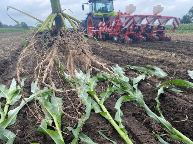 Wurzelsystem mit vielen Haarwurzeln bei Mais als Dammkultur