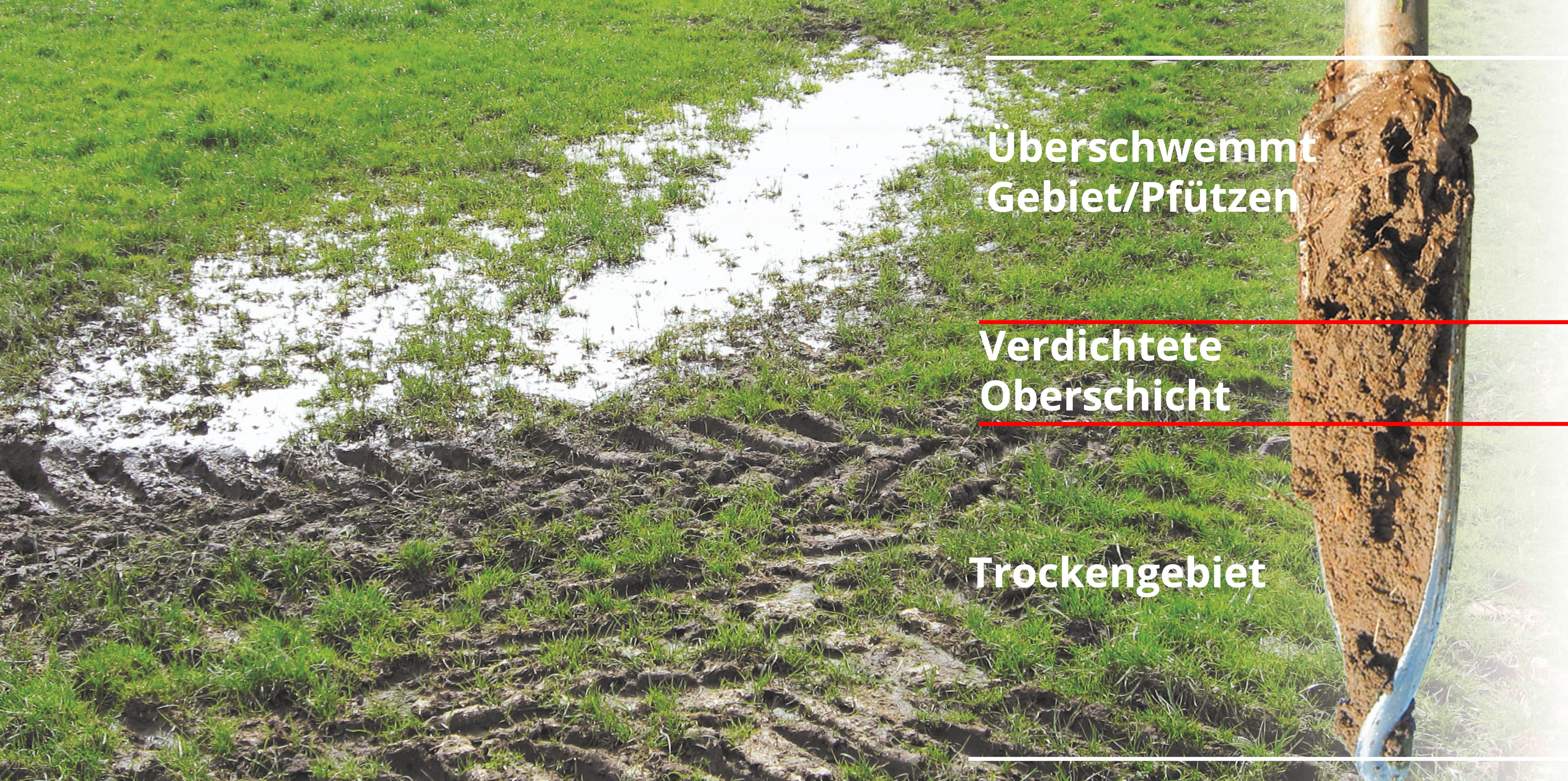 Grasnarbe mit schlechter Wasserinfiltration