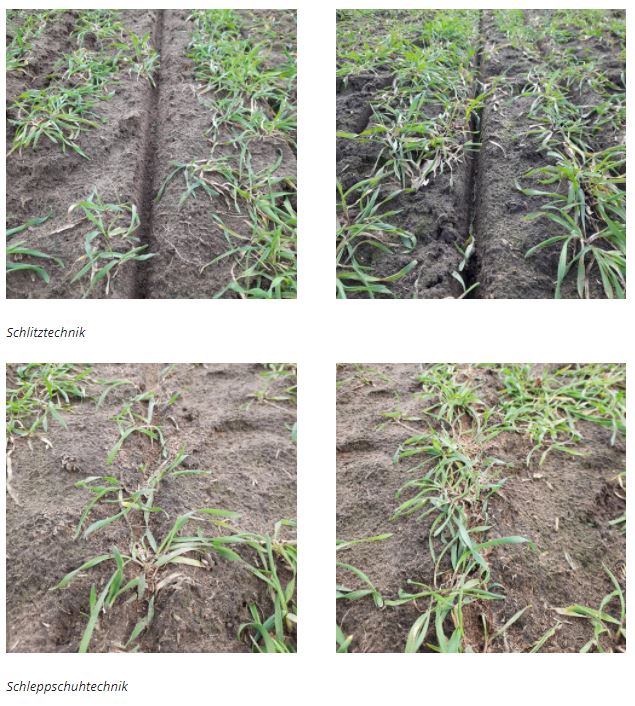 Vorteile der Schlitztechnik - Feldvergleich Schlitztechnik-Schleppschuhtechnik